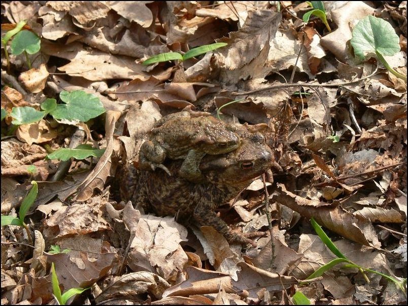 tn_NissanWiosna 2008 079.jpg